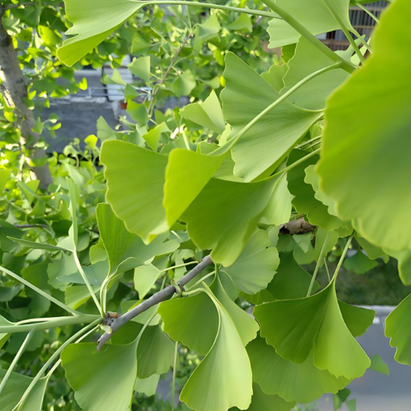 Ginkgo Biloba Extract Extrait de biloba ginkgo