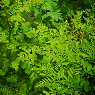 Qu'est-ce que l'extrait de feuilles de Moringa, quels sont ses avantages et ses principales utilisations