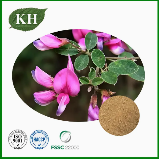 Extrait naturel de Lespedeza Capitata avec 0,2 % 0,4 % de kaempféritrine