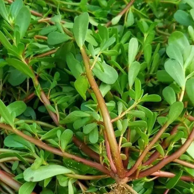 Purslane a fait un excellent travail? La recherche a révélé que le Purslane peut réduire considérablement l'acide urique en 6 heures?