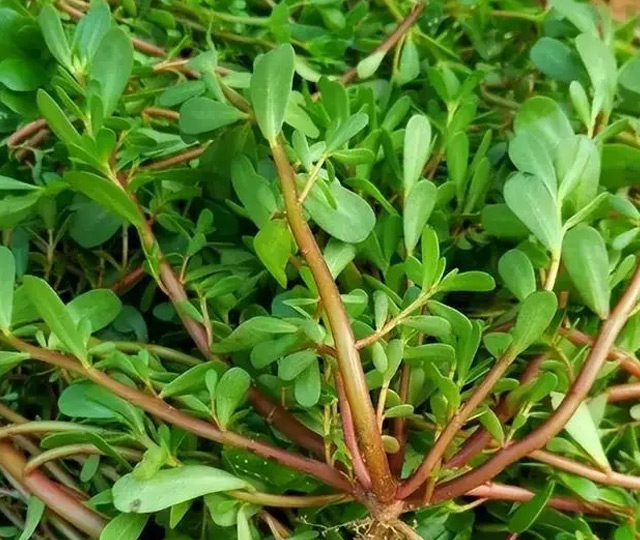 purslane