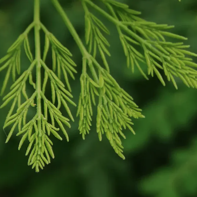 À quoi sert l'arbre de raifort?
