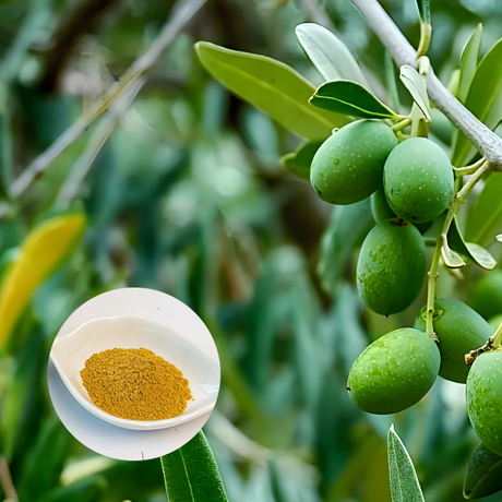 Olive-Leaf-Extract1.jpg
