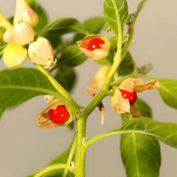 Extrait d'Ashwagandha