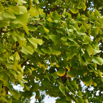 Extrait de biloba ginkgo