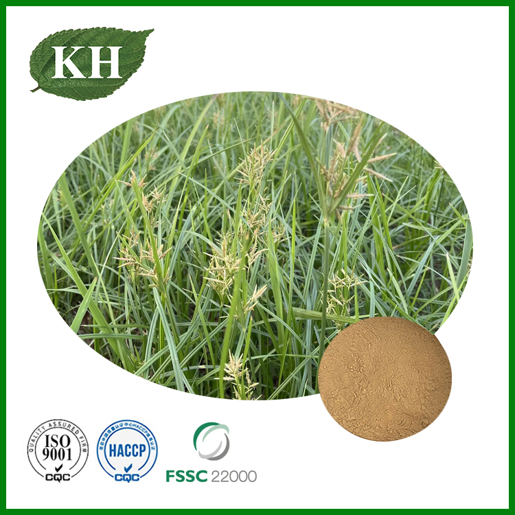 Extrait de cyperus rotondus