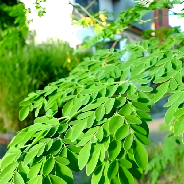 Au-delà des légumes verts ordinaires: une poudre de feuille de champion de manage nutritionnelle