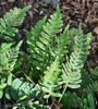 Extrait de Polypodium vulgare