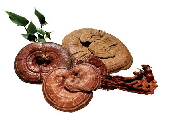 Les champignons sont-ils bons pour la peau?