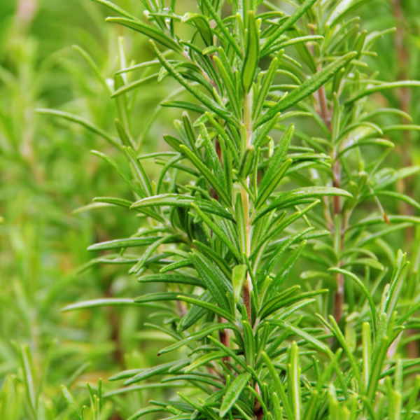 Extraits de plantes naturelles - Sagesse des plantes anciennes qui révolutionne la formulation des aliments