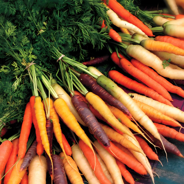 Carottes